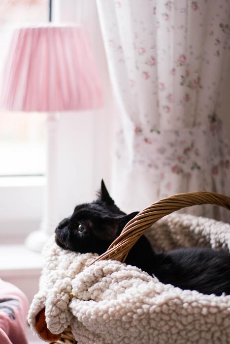 Cat Animals Kitten Domestic