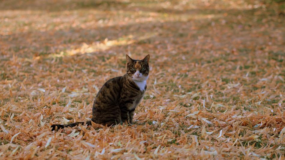 cute cat in the field