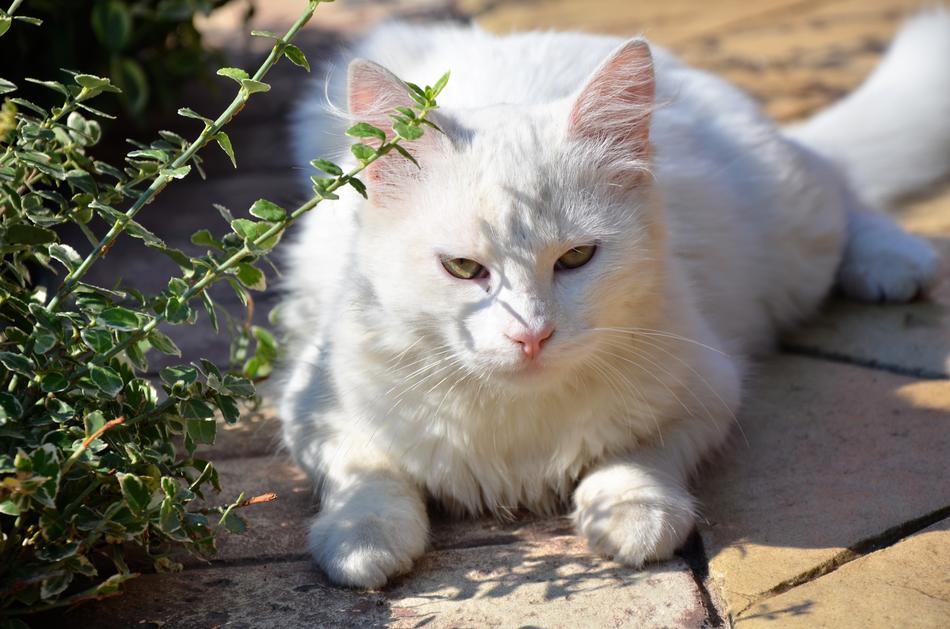 White Cat Animal