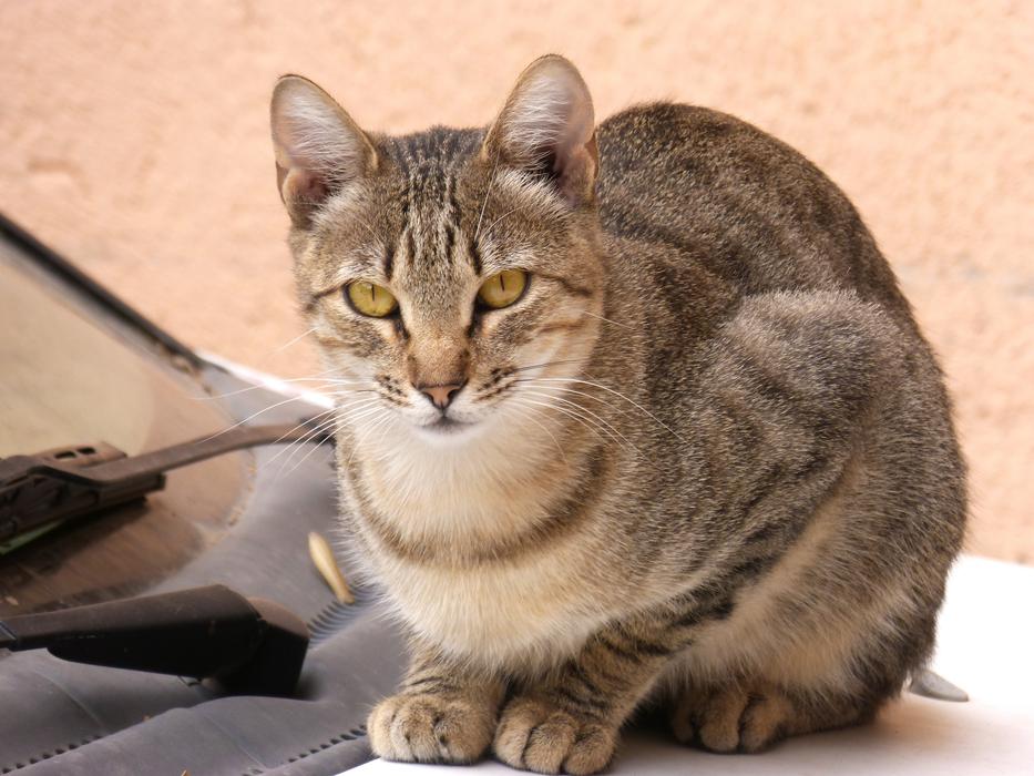 Cat Housecat Feline