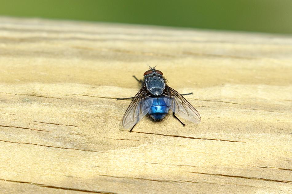 Insect Ali Blue