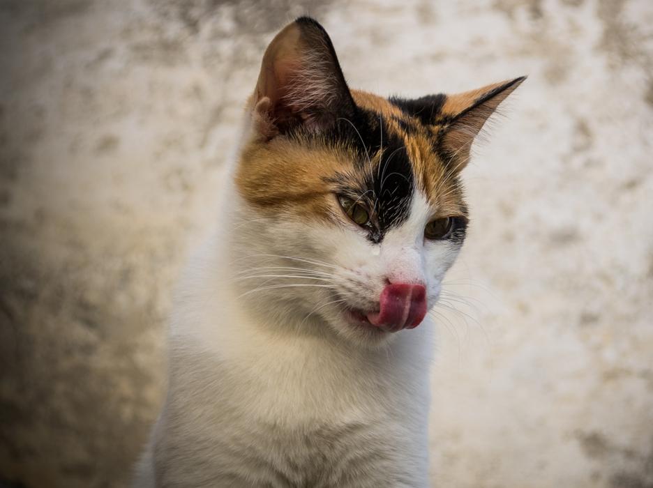 Cat Pet Animal