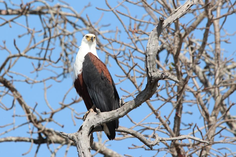 Fish Eagle Bird