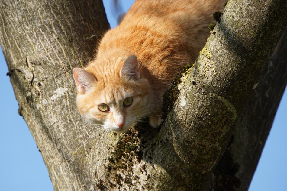 Everything In Sight Cat Pet