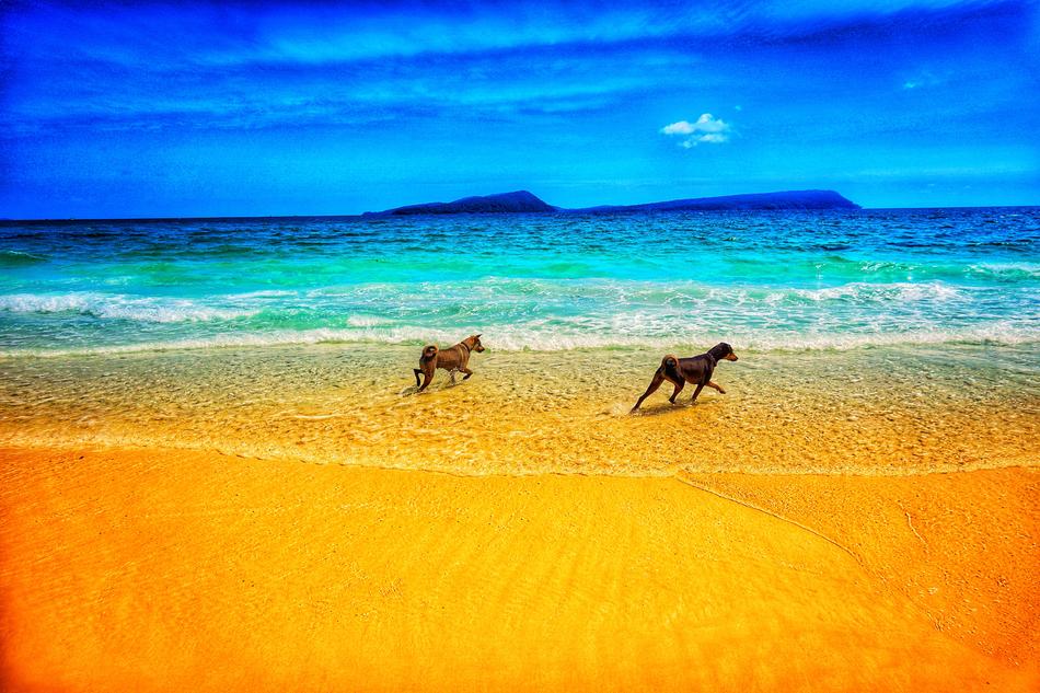 two dogs running on beach, colorful Background