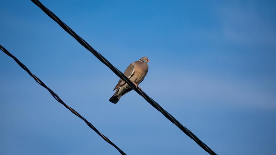Wood Pigeon Bird on wire
