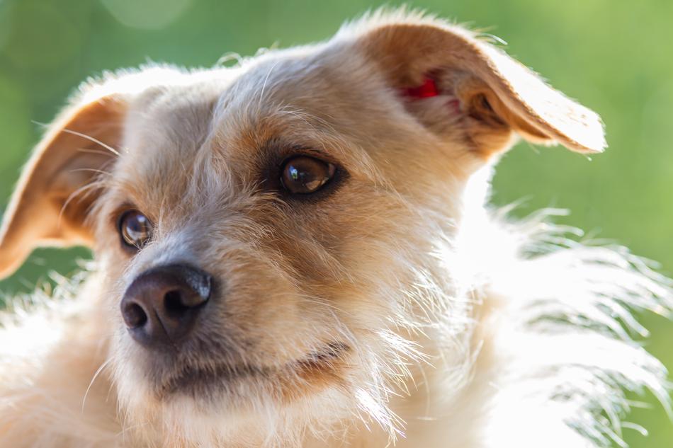Terrier Dog Pet