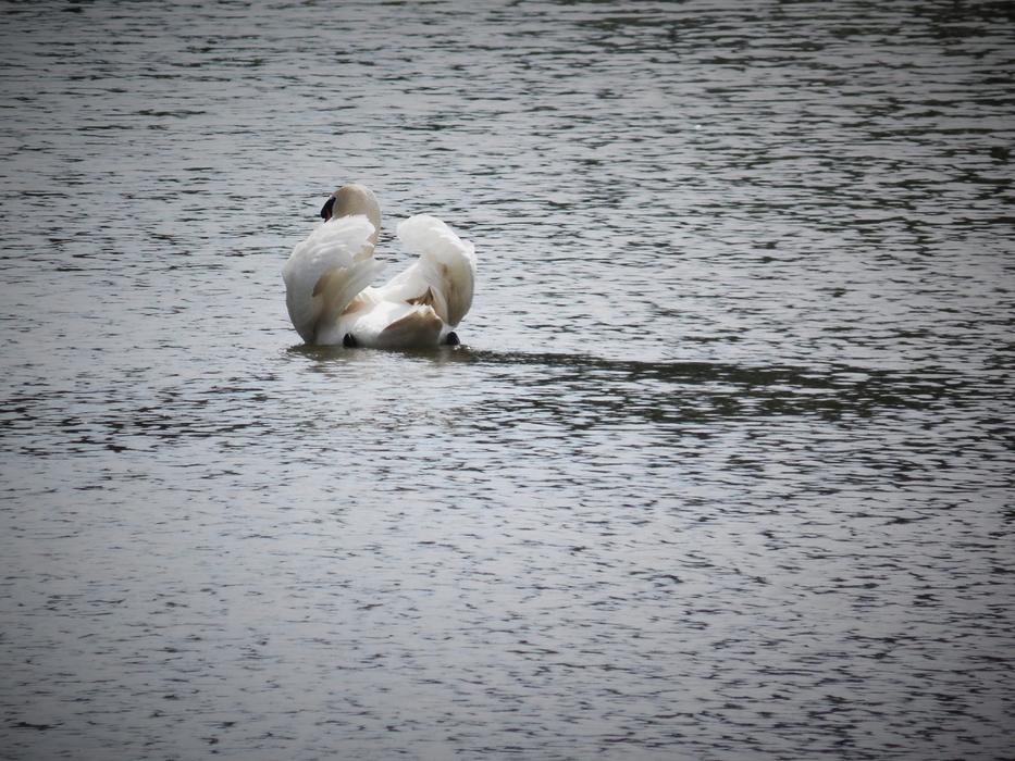 Swan Water Swim