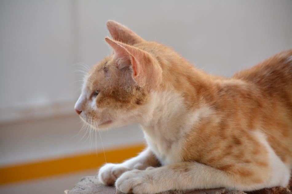 Cat Goa Clam