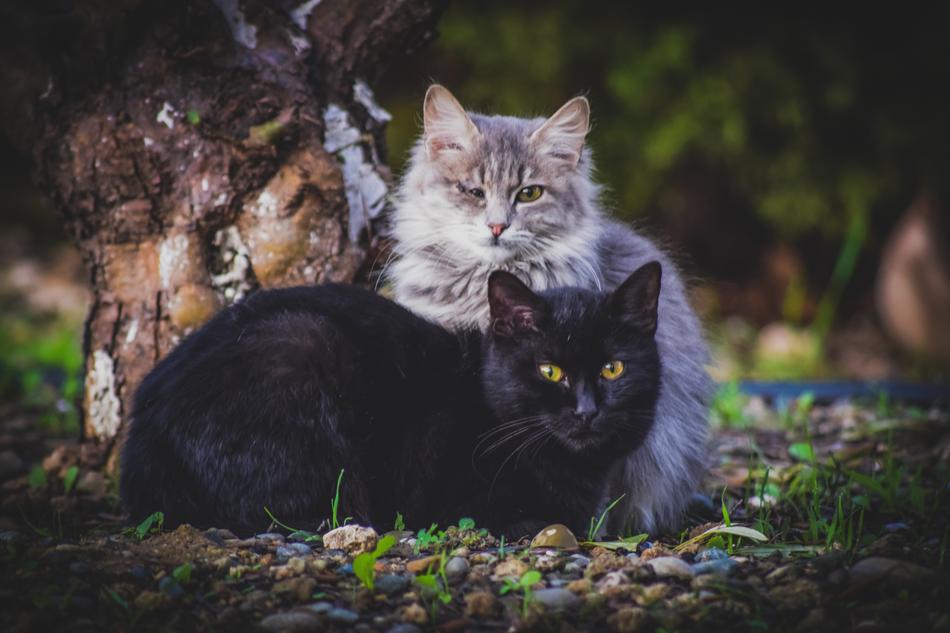 Cats Stray Animal