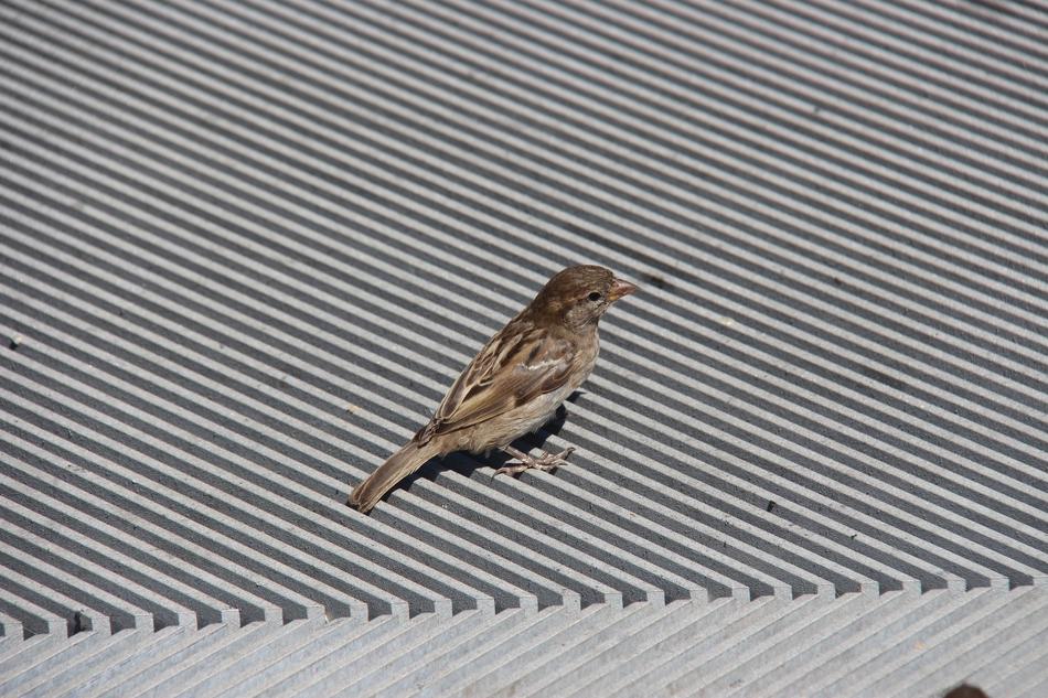 wild bird on an iron roof