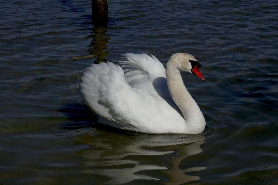 Swan Animals Water