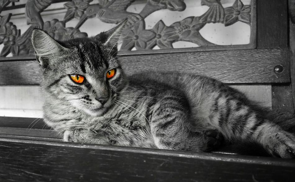 Eyes Cat Black And white