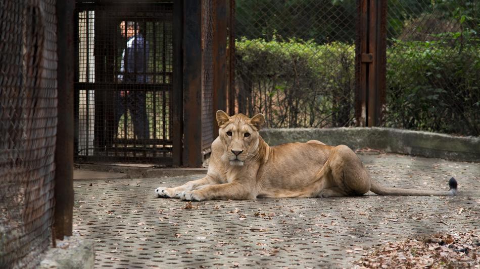 Zoo Animal