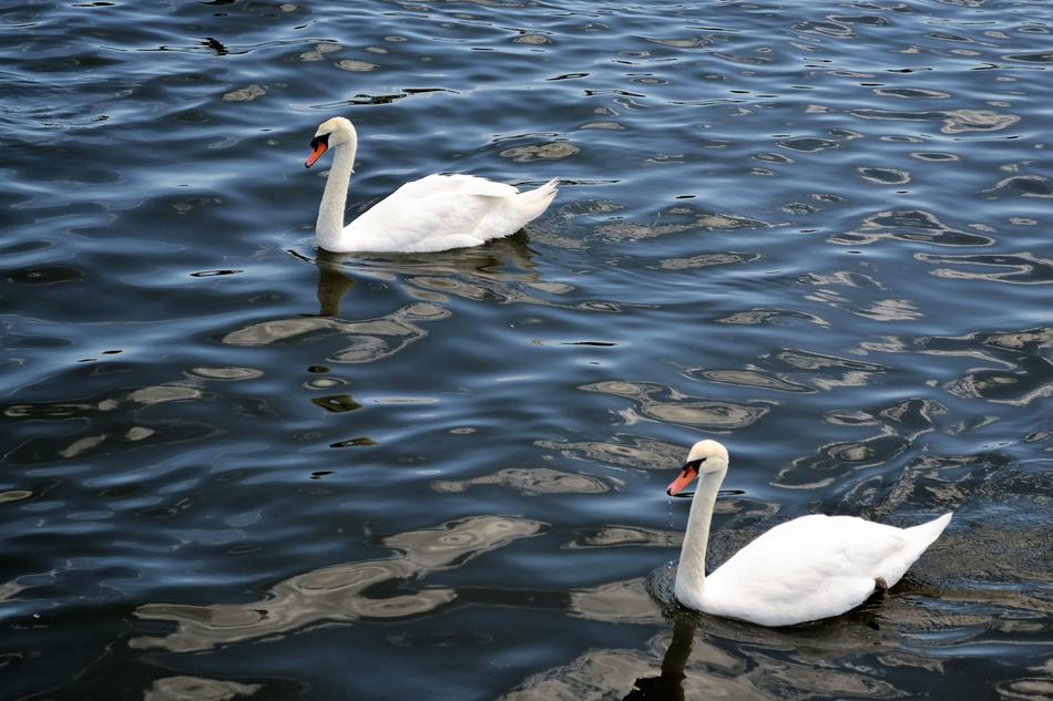 lake water swan birds