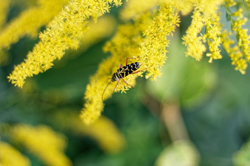 Goldenrod Insect Yellow