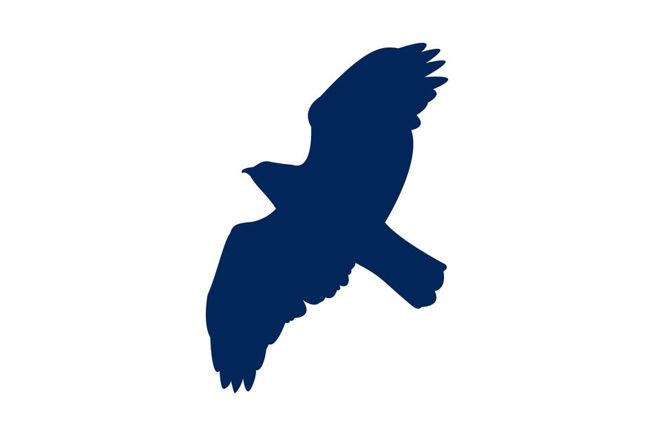 buzzard flying bird silhouette