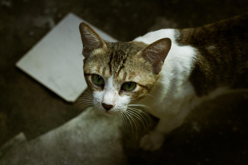 white-brown cat looks attentively