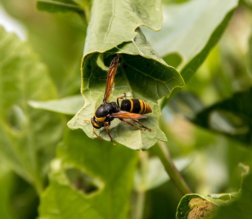 Insect Wasp Large Mud-Nest