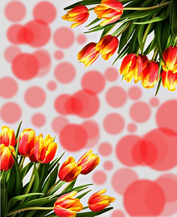 Tulips Flowers Background