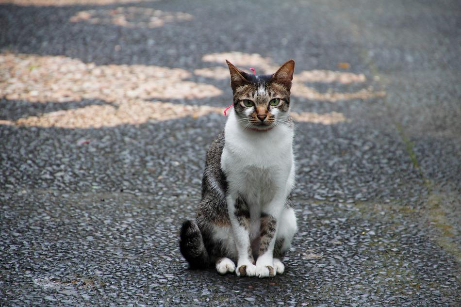 Cat Sit Wait