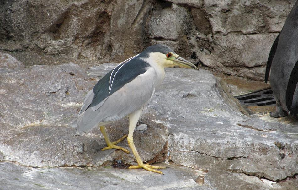 Heron Black Crowned Night Wildlife