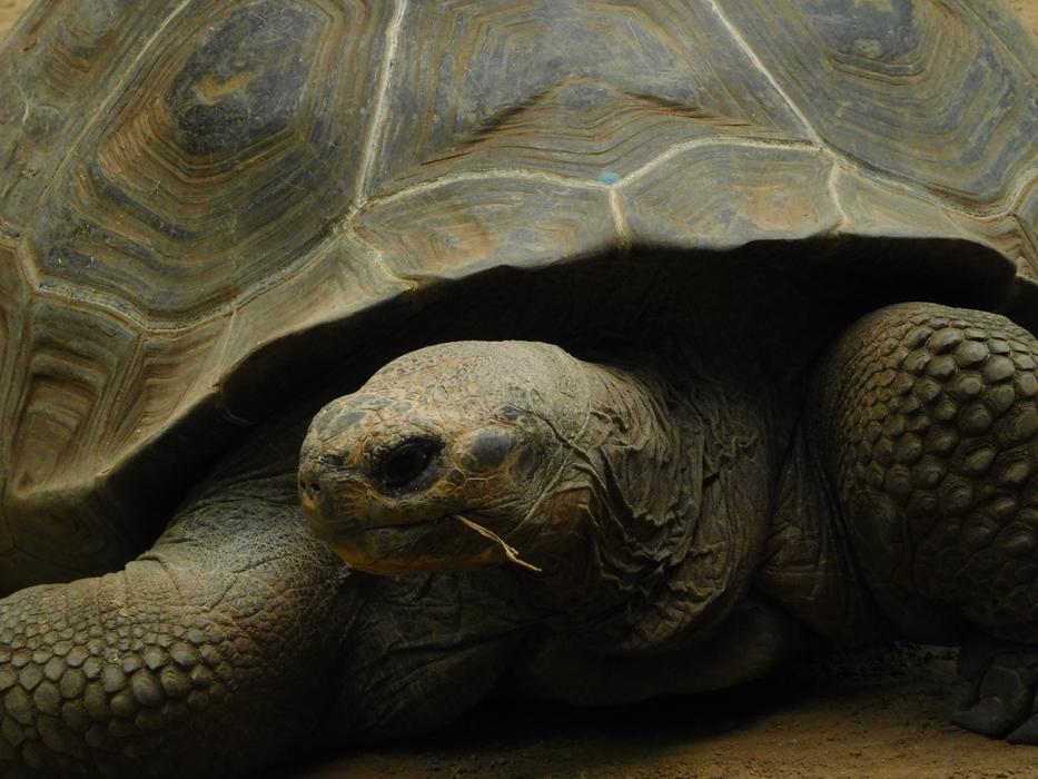 Galapagos Giant Tortoise Turtle