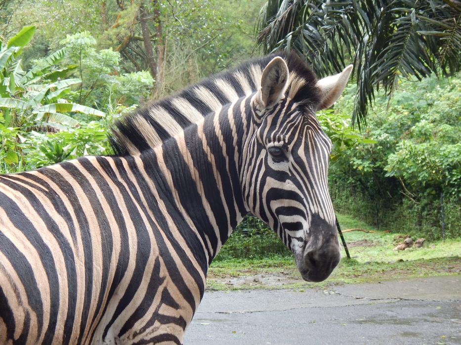Zebra Striped Mammal