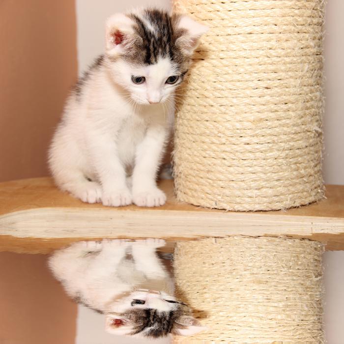 Cat Small Young