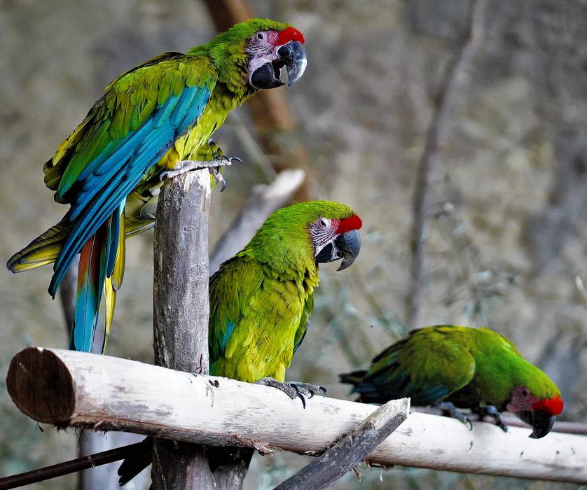 colored parrots on branches