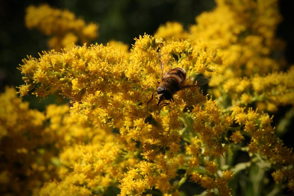 Yellow Flowers Bee