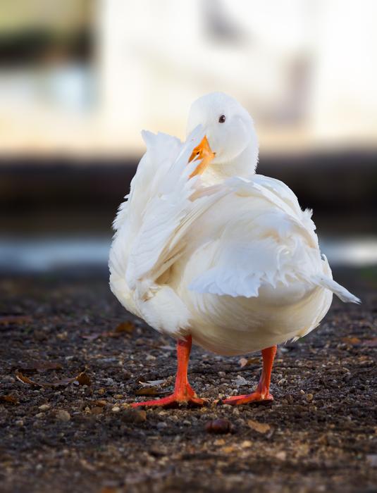 Long Island Pekin Duck