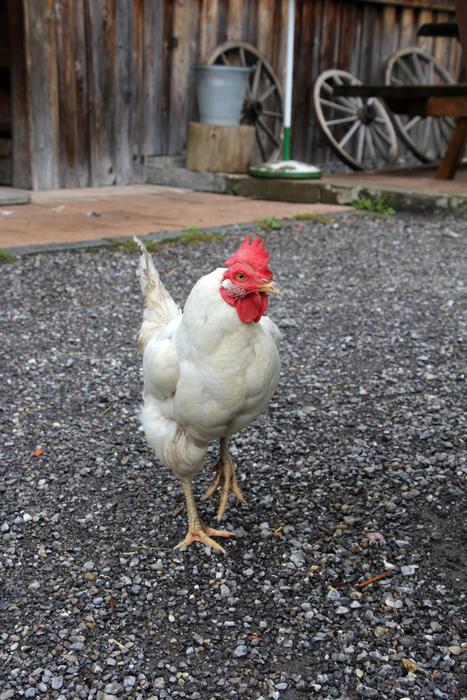 Chicken Hahn Chickens