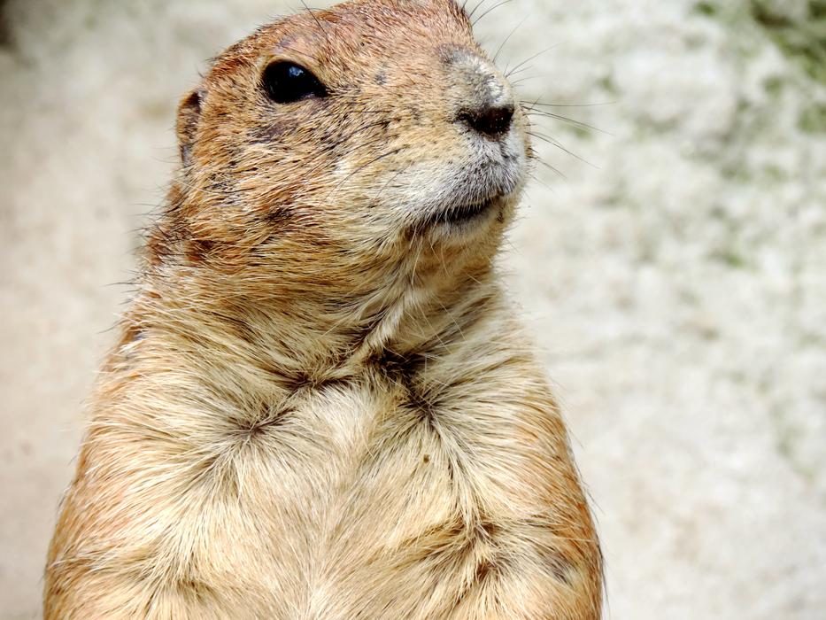Marmot Rodent Croissant