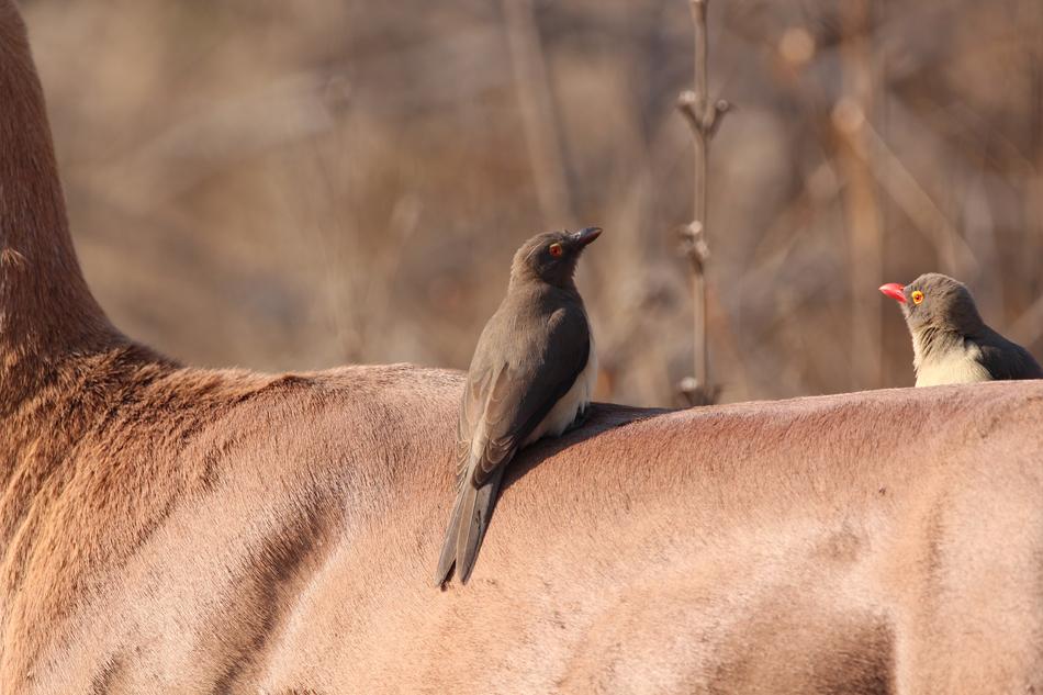 Oxpecker Bird Africa