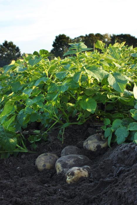 Potato harvest in the farmer field