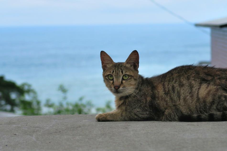 beautiful cat against the sea
