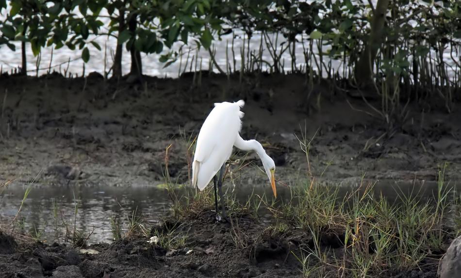 Bird Wild Wildlife