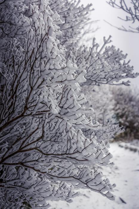 Snow Travel Tree
