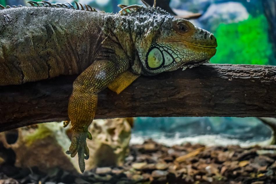 Green Iguana Reptile