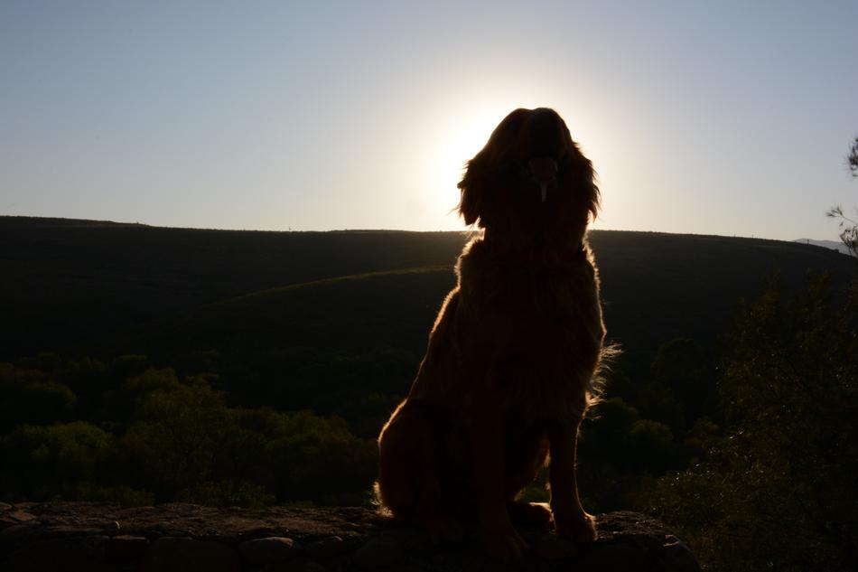 Dog Golden Retriever