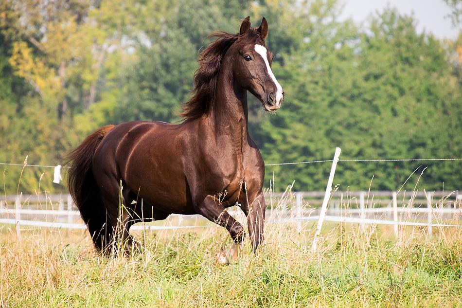 Horse Trot Animal