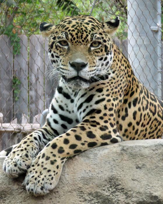 Jaguar Animal Zoo