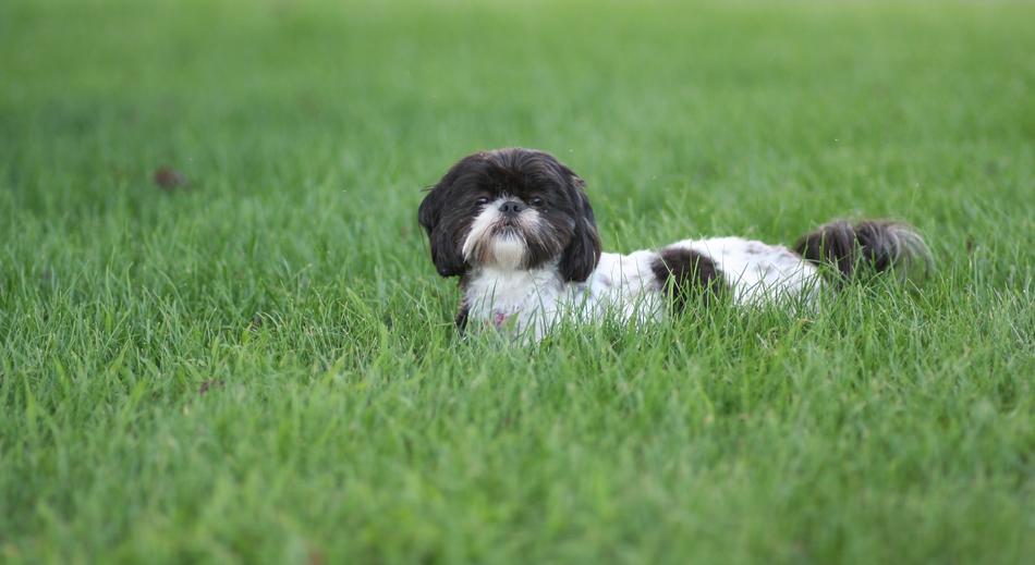 Dog Pet Animal