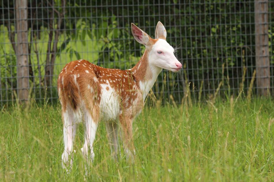 Fawn Whitetail Deer