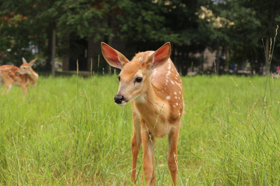 Fawn Whitetail Deer