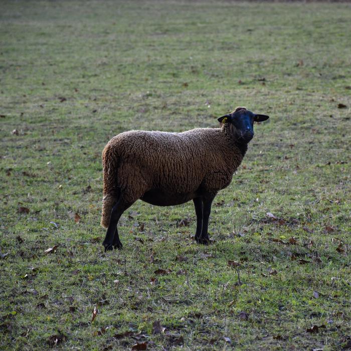 black sheep in the pasture, france
