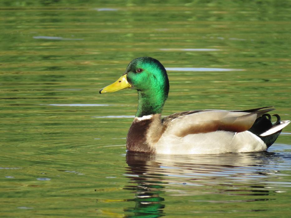 Mallard Duck Bird