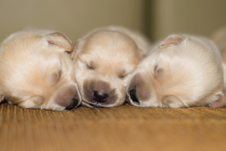 Pug Puppy Dog