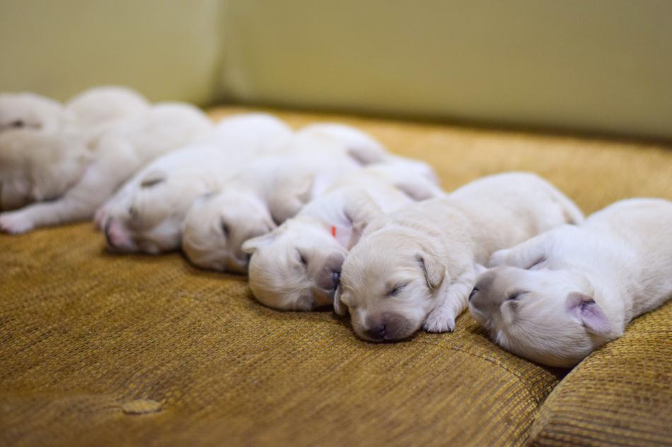 Pug Puppy Dog
